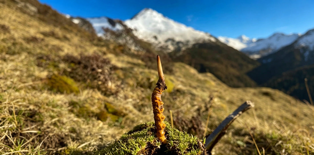 Why Is Wild Cordyceps So Valuable? Understanding the Unique Natural Miracle of the Tibetan Plateau