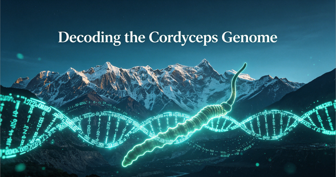 The caterpillar fungus,  Ophiocordyceps sinensis, genome  provides insights into highland  adaptation of fungal pathogenicity