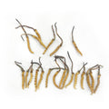 Whole Wild Cordyceps (30pcs) | Natural Dried from 4000m Qinghai-Tibet Plateau, Tibetan Origin