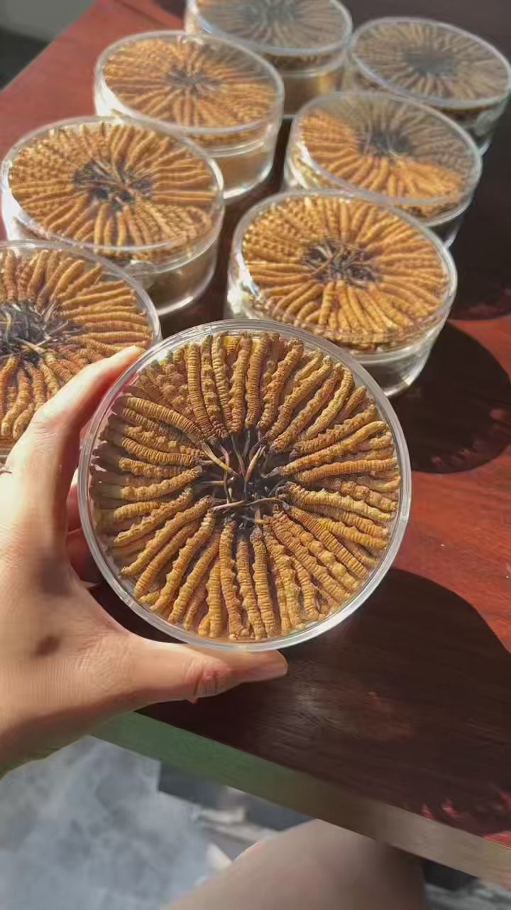 Premium Large Whole Wild Cordyceps Sinensis, 150 Pieces, Gift Box Packed | Tibetan Natural Dried Cordyceps from 4000m Altitude Qinghai-Tibet Plateau
