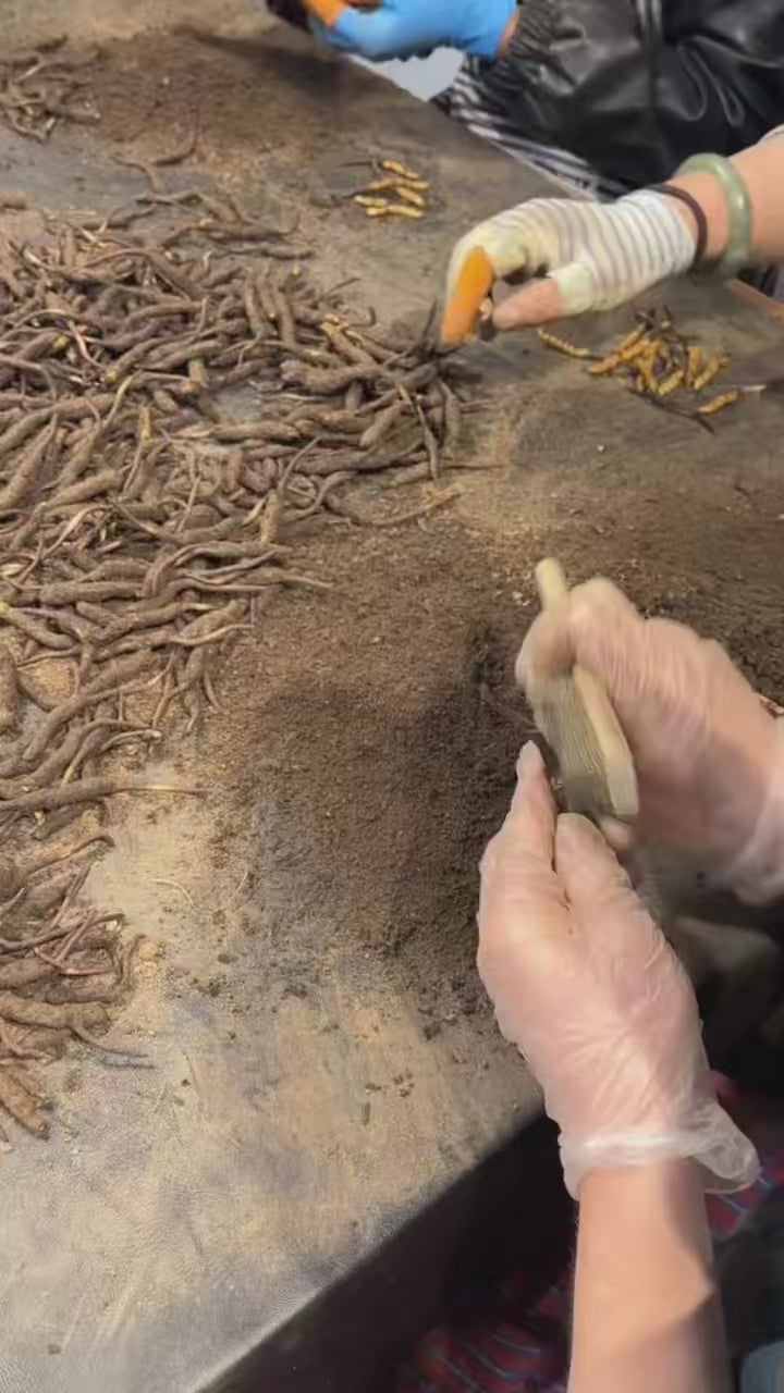 Broken Wild Cordyceps (6g) | Natural Dried from 4000m Qinghai-Tibet Plateau